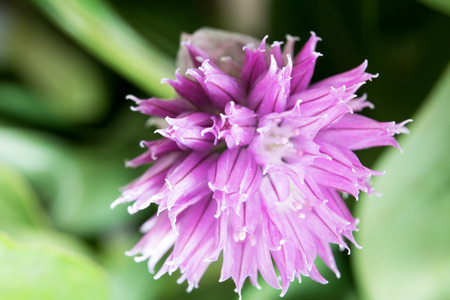 A flower in our room.の写真素材