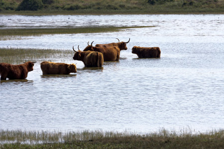 Cows in the water.の写真素材