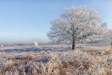 Winter in the Netherlandsの写真素材