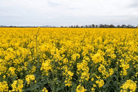 Flowers in the west off France.の写真素材