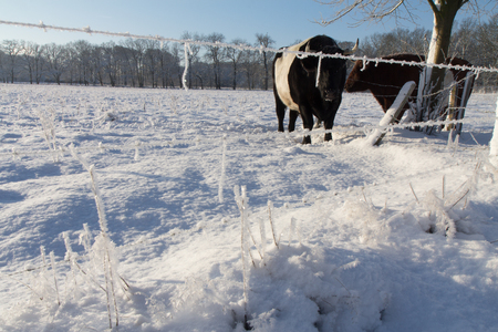 Some cows in the snow.の写真素材