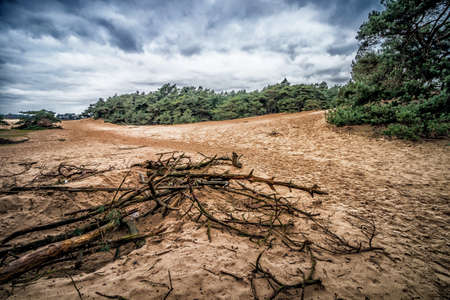 Dutch landscape in the middle of the Netherlands. this photo is make on a big sand landscape in the middle of the Netherlands.の写真素材