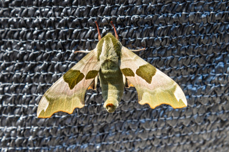 A Butterfly in our garden. High quality photo from a special butterfly.の写真素材