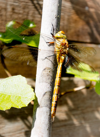The dragonfly in our garden in the Netherlands. High quality photo from a beautiful dragonfly.の写真素材
