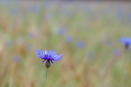 A nice blue flower in the Netherlands. High quality photo from a beautiful flower.の写真素材
