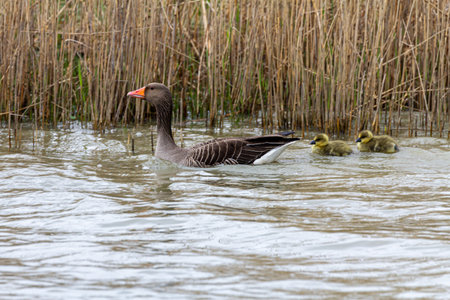 A duck with two young ducks. High quality photoの写真素材