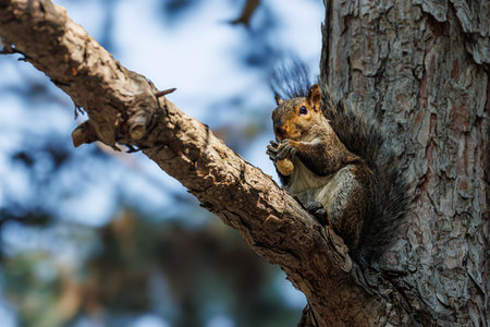 Squirrel in a tree in Canada. High quality photo from a beautiful Squirrel.の写真素材