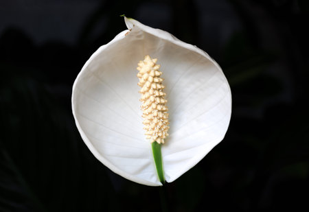 A beautiful white flower in the Netherlands. High quality photo from a white flower