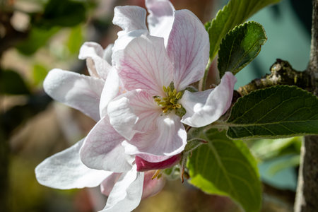 A flower in the spring. High quality photo a flower in our garden.の写真素材