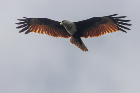 A Brahmaanse Wouw during his flight. High quality photoの写真素材