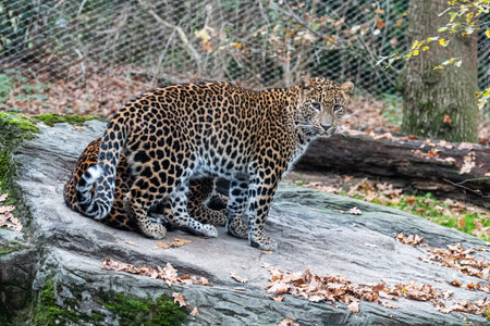 A Sri Lanka panther in a Zoo in the Netherlands. High quality photoの写真素材