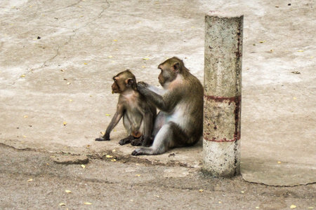 Interaction of mother and baby monkeys