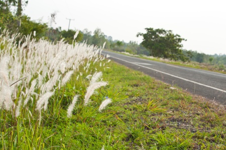 roadsideの写真素材