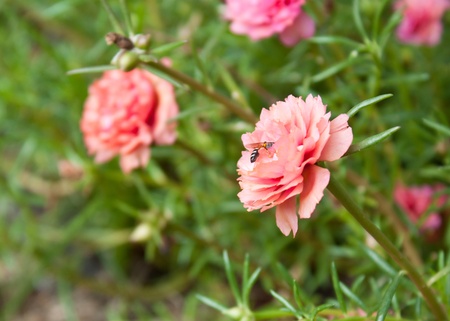 pink portulaca flower in the gardenの写真素材
