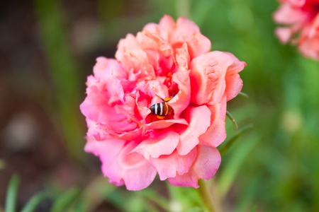 pink portulaca flower  in the gardenの写真素材