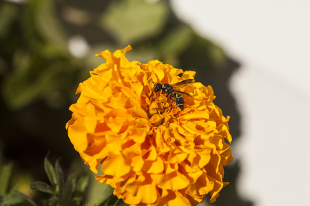 wasp exploring an orange zinniaの写真素材