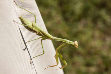 praying mantis on canvas coverの写真素材