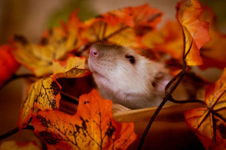Bright photo. Beautiful decorative rat. Siamese ratの写真素材