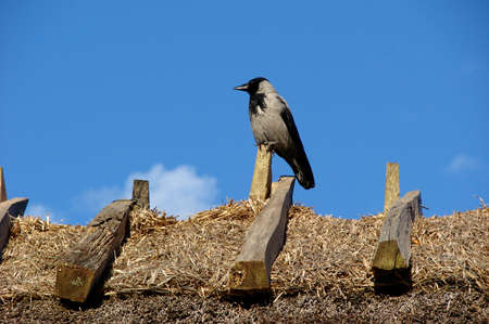                                Jackdawの写真素材