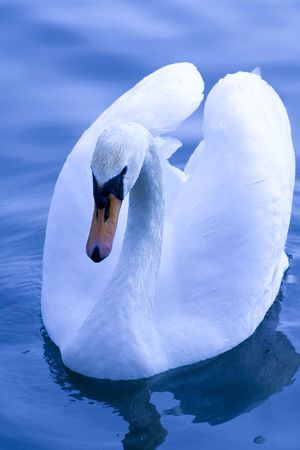 beautiful white swan in the lakeの写真素材
