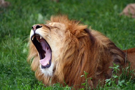 Male lion relaxing in the grass