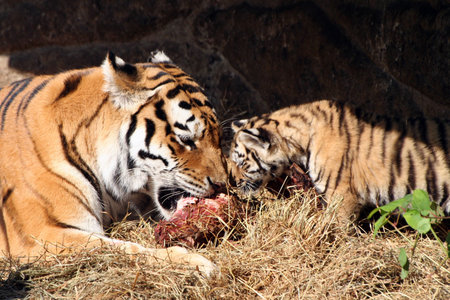 female tiger and her eating