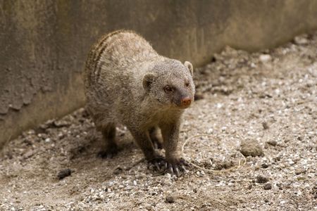 mongooseの写真素材