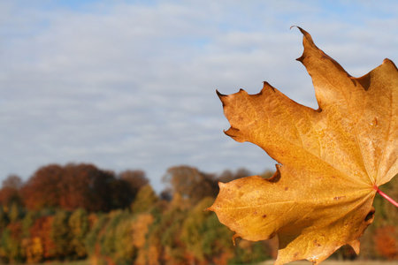 Maple leave in the fall