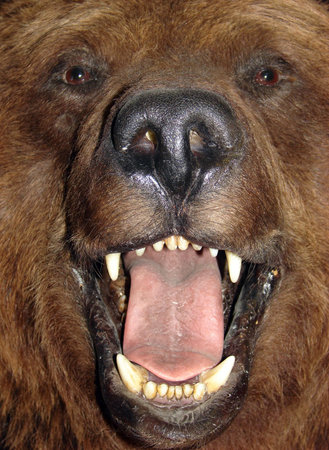                               close up portrait of a bear 