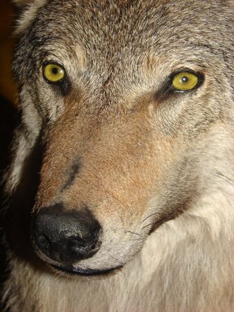                                portrait of a grey wolfの写真素材