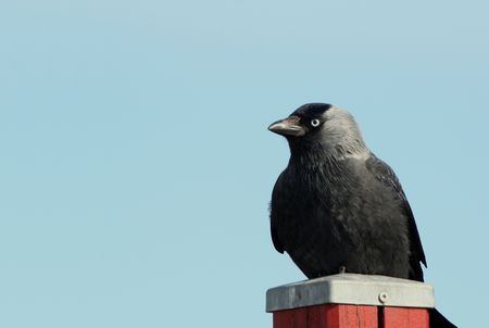 jackdaw sitting on a fenceの写真素材
