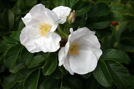 white rosehip flowersの写真素材