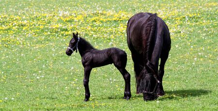 mother horse and her babyの写真素材