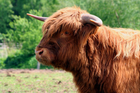 portrait of a cowの写真素材