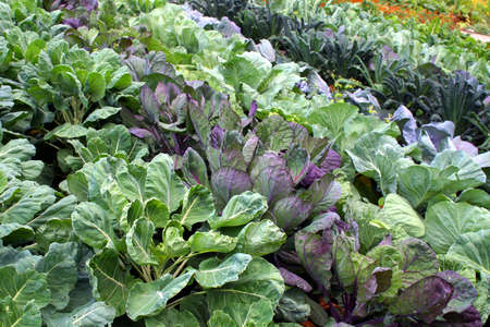 cabbage fieldの写真素材