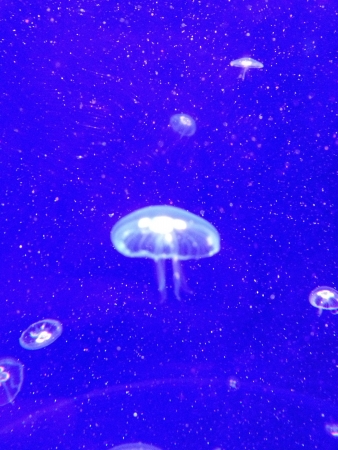 jelly fish