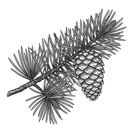 Detailed black and white engraving illustration of a pine tree branch with needles and a prominent pine cone, isolated on a clean white background for versatile use.の素材