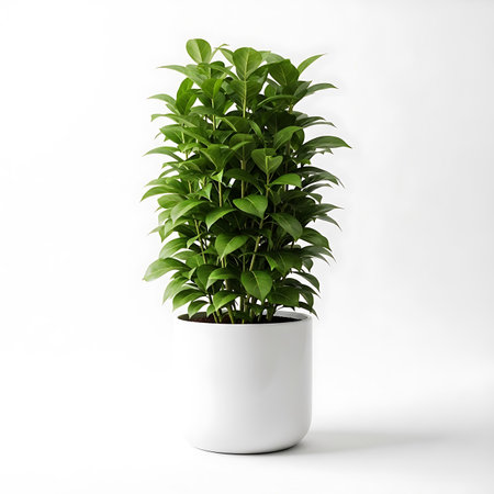A healthy green plant in a white pot, isolated against a clean white backdrop.の素材