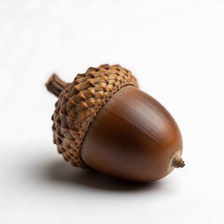 Close-up, isolated view of a single brown oak acorn with a textured cap on a plain surface.の素材