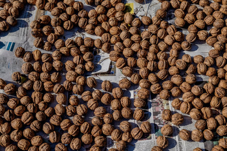 Real walnut, Juglans regia
