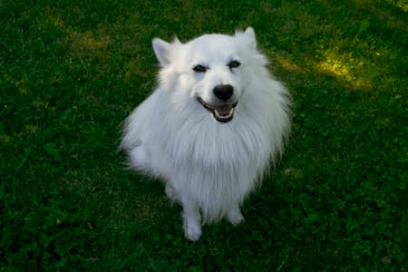 German Spitz, pedigree dog on a green meadowの写真素材