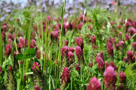 Meadow for bees with meadow clover (Trifolium pratense) and Gilie, barrier herbaceous plants (Polemoniaceae), also heavenly ladder plants in Lower Franconiaの写真素材