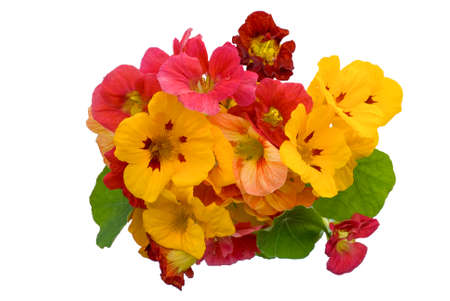 Edible nasturtiums (Tropaeolum majus)の写真素材