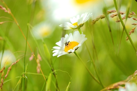 Daisyの写真素材