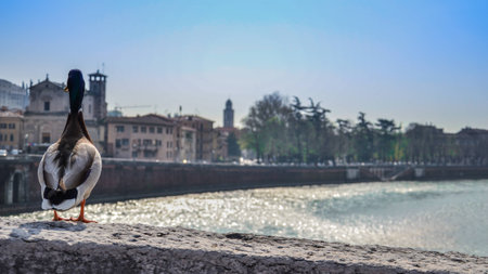 Duck Verona horizonの写真素材
