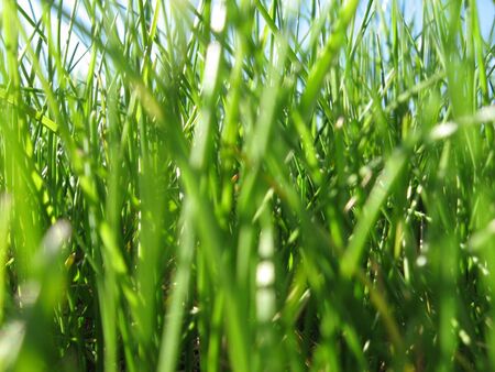 green grass