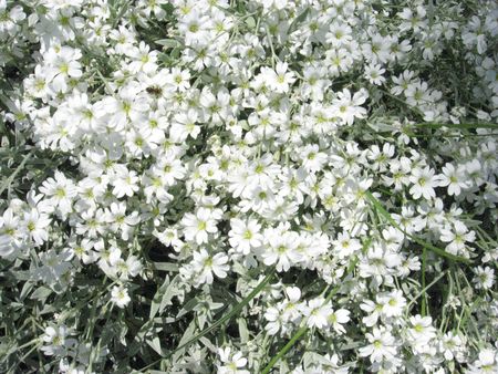 a blossoming bush full of white flowersの写真素材
