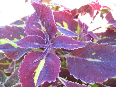 a striped nettleの写真素材