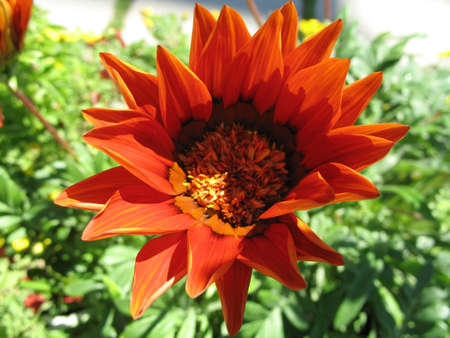 red flowerの写真素材