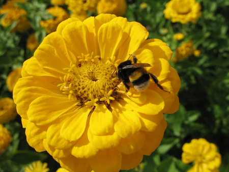 yellow flower and a beeの写真素材